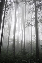 Dekokissen Tropenwald © joyt