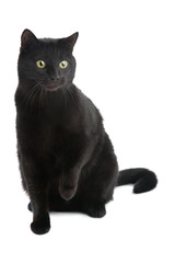 black cat