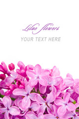 Fototapeta na wymiar Lilac flowers with sample text