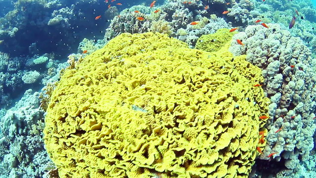 Elephant ear corals in the Red Sea, Egypt.
