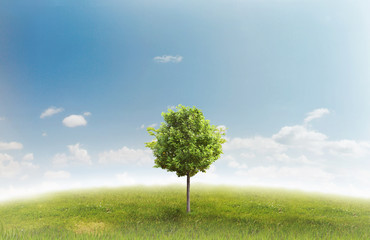 Fototapeta na wymiar Panorama of green field with a tree on blue sky background