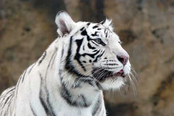 Fototapeta na wymiar Biały tygrys