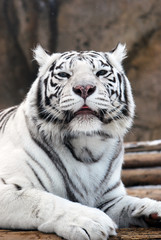 white Tiger