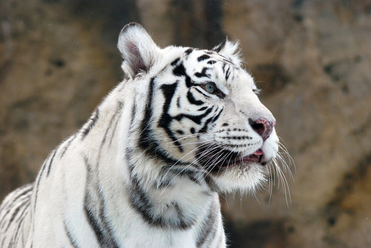white Tiger