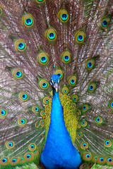 Obraz premium peacock with a tail