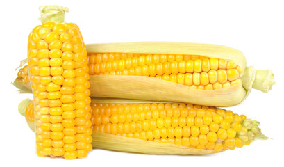 Corn on the Cobs Isolated on White Background