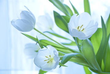 White tulips