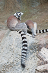 Beautiful lemur
