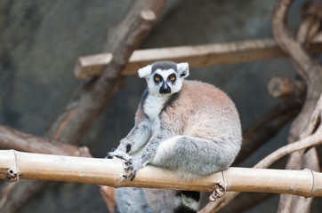 Beautiful lemur