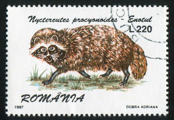 Nyctereutes procyonoides
