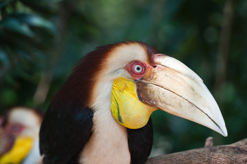 Wreathed Hornbill