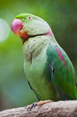 Green Parrot Bird