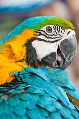 Close Up of Blue and Yellow Macaw