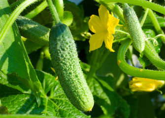 growing cucumbers