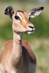 Impala Antelope Ewe