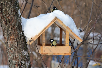 Titmouses near the feeder