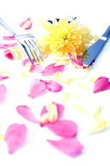 silver fork and knife isolated with dahlia and rose petals