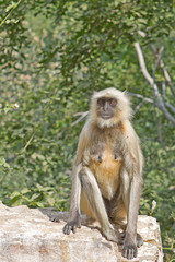 Naklejka premium Hanuman Langure