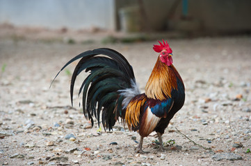 Beautiful Roosters