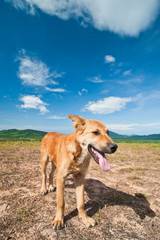 Fototapeta na wymiar Dog on the hill with blue sky