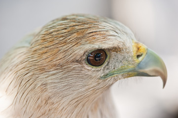 Brahminy Kite (Red-backed Sea Eagle)