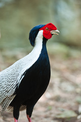 Kalij pheasant
