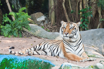 Tiger reclining