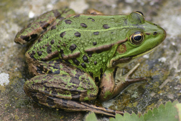 Green Frog
