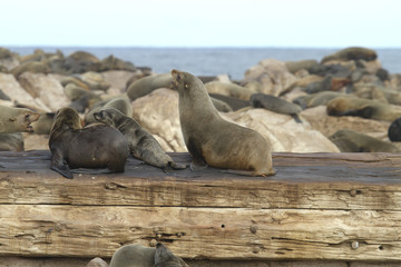 Naklejka premium sea lions
