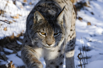 Eurasian lynx (Lynx lynx) walking in the snow