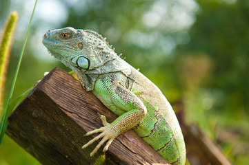 green iguana on the log