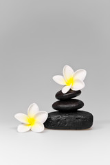 frangipani and black stones