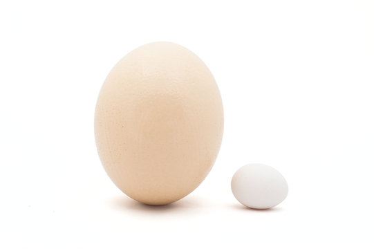 Ostrich and chicken egg