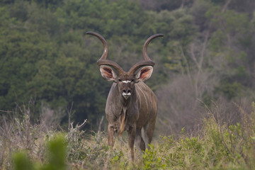 Kudu watching me