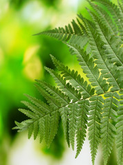 One leaf of fern on green background