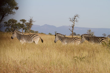 Fototapeta na wymiar zebra on a row