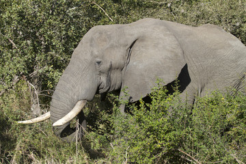elephant in bush