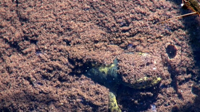 salamander in water