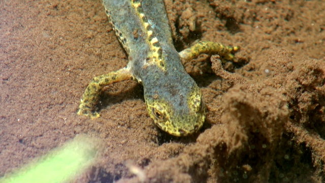 salamander in water