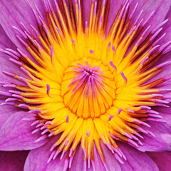 Purple Lotus flower texture