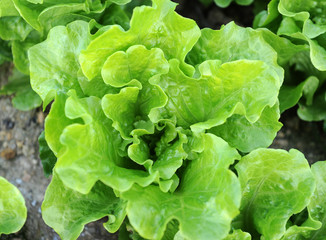 lettuce plant in field