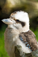 Kookaburra
