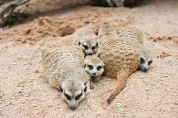 Family of Meerkats