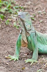Green Iguana
