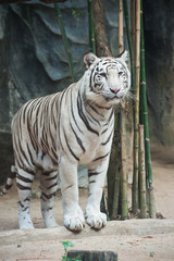 White tiger
