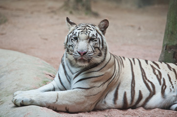 White tiger
