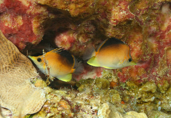 Fototapeta na wymiar Longsnout Butterflyfish Pair (Prognathodes aculeatus) - Cozumel