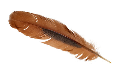 ginger rooster feather on white