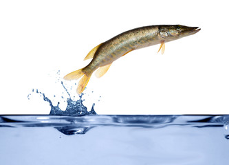 small pike is jumping from water