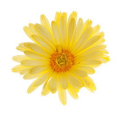 Obraz premium single light yellow flower